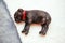 Very cute tiny Staffordshire bull terrier puppy sleeping on white fully bedding laid over grey soft floor covering.