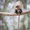 Very cute White-nosed Coati