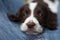 A very cute young liver and white working type english springer spaniel pet gundog puppy