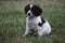 A very cute young liver and white working type english springer spaniel pet gundog puppy