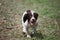 A very cute young liver and white working type english springer spaniel pet gundog puppy running