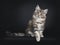Very cute young male Maine Coon cat kitten on black background