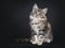 Very cute young male Maine Coon cat kitten on black background