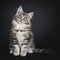 Very cute young male Maine Coon cat kitten on black background