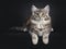 Very cute young male Maine Coon cat kitten on black background