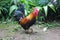 a very dashing rooster is posing in the middle