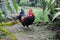 a very dashing rooster is posing in the middle