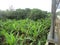 Very dense and green banana trees are also fertile