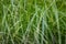 Very dense green lush grass, detail