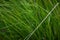 Very dense green lush grass, detail