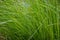 Very dense green lush grass, detail