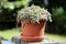 Very densely planted small Cactus plants in plastic flower pot on stone fence pole in front of family house