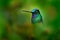 Very detailed portrait of hummingbird White-tailed Starfrontlet, Coeligena phalerata, with dark green background, Colombia. Animal
