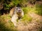 Very determined groundhog walking towards the camera through a green meadow