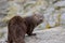 A very dirty young river otter looks back at the camera while standing on rocks