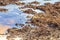 Very disgusting red seaweed sargazo beach Playa del Carmen Mexico