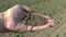 Very drought dry field land with poppy leaves Papaver somniferum, hand with dry earth and the wind blows the grains of