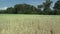 Very drought dry field land with wheat Triticum aestivum unripe ears and leaves and stems, drying up the soil, climate