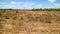 A very dry and empty country site in an Australian outback with nearly no grass and blues sky.