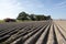 Very dry potatoe field under blue sky in friesland