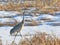 Very early spring migrant sandhill crane in the snow in the Crex Meadows Wildlife Area in Northern Wisconsin