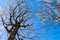 Very early spring trees with a beautiful sky