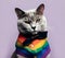 A very elegant cat with a gay pride style shirt