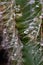 Very epic scene of fresh water drop on thorn of cactus