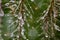 Very epic scene of fresh water drop on thorn of cactus