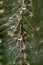 Very epic scene of fresh water drop on thorn of cactus