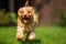 A very excited Cockapoo runs toward the camera