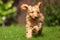 A very excited Cockapoo runs toward the camera