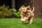 A very excited Cockapoo runs toward the camera