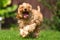 A very excited Cockapoo runs toward the camera