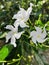 Very Exotic Jasmine flowers