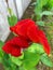 Very Exotic red flowers from sumatra island