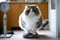 Very fat cat is weighed on the scales. Concept of overeating, obesity and diet. Funny pet. Created with Generative AI