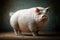 Very fat pig, created with Generative AI technology
