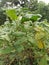 This is a very fertile green eggplant land