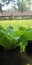 Very fertile green mustard plants on the edge of the rice fields