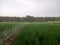 Very fertile rice plants