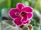 Very fine detailed beautiful closeup macro photo of a violet flower