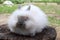 Very fluffy soft funny rabbit decorative sitting on a log