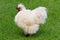 A very fluffy white Silkie rooster