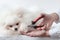 Very fluffy white small dog pomeranian next to the hands with a claw cutter, cutting the claws of the pet