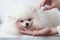 Very fluffy white small dog pomeranian next to the hands with an eyedropper drip into the eyes of the pet, grooming eye