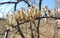 Very fragile dried flower similar to Cimicifuga foetida