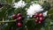 Very fragrant coffee flowers