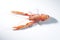 Very fresh pink langoustine on light background