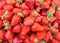 Very fresh strawberries picked from a garden and placed on a table.Healthy food.